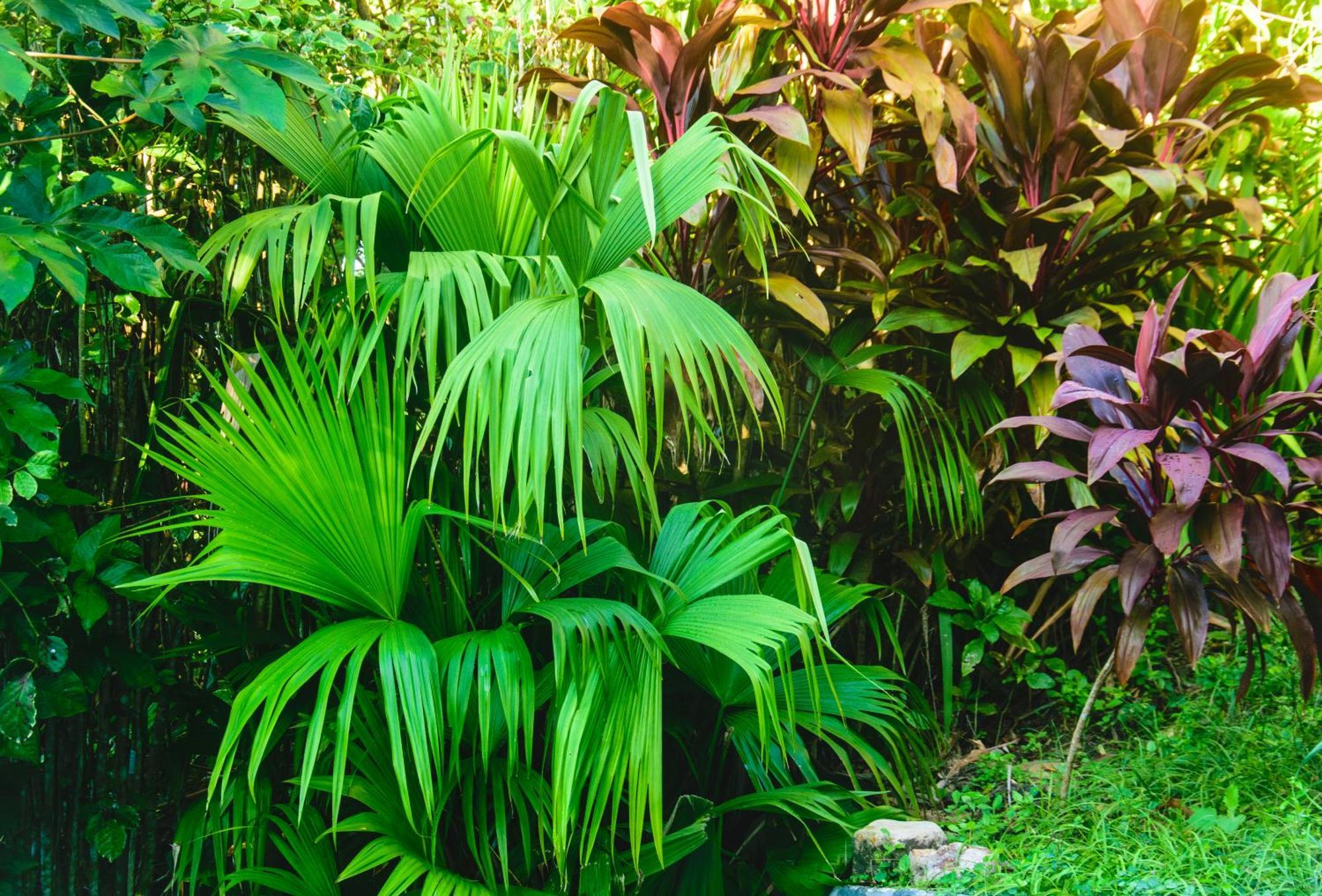 Pousada Jardim Das Bromelias Porto Seguro Buitenkant foto